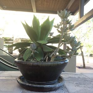 Meet your Posher, Priscilla